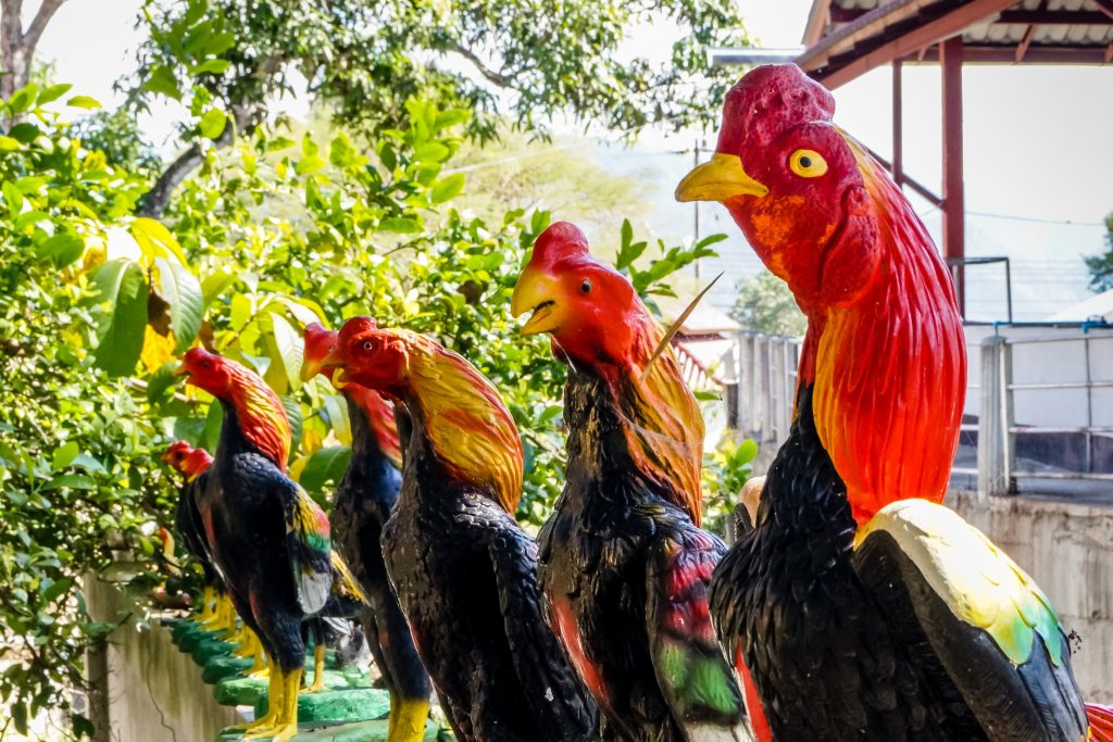 gà trống chọi gà biểu tượng gà liên kết chọi gà Thái Lan