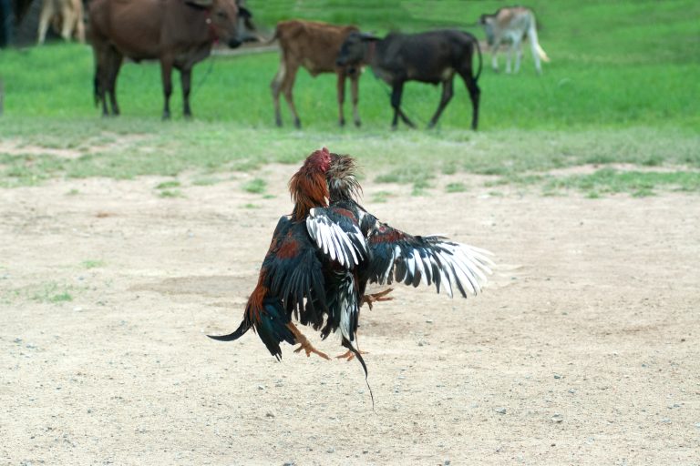 Cockfight in Thailand,Popular sport and tradition