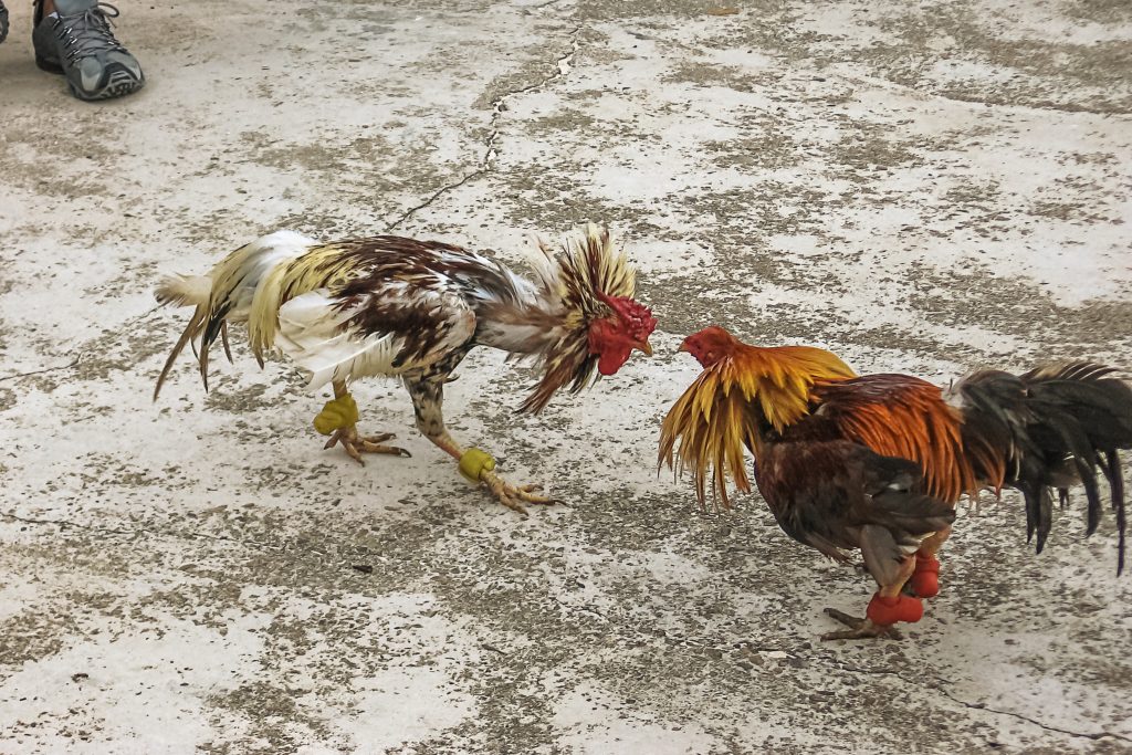 Chọi gà ở Việt Nam