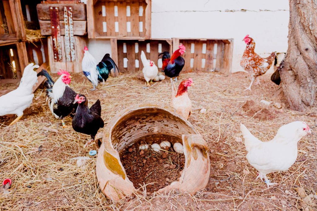 Gà trống và gà trên sàn chuồng gà trong trang trại